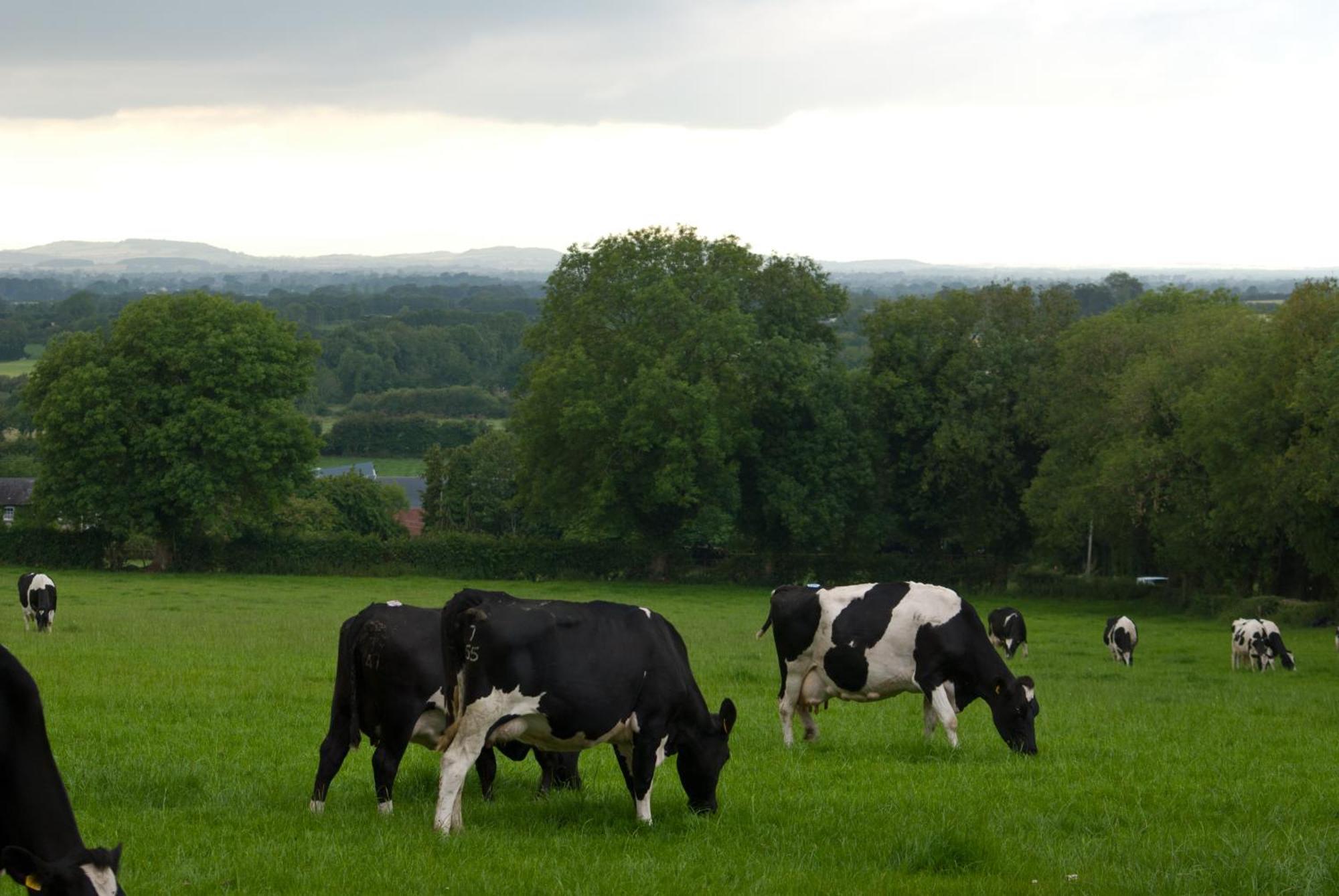 Ballindrum Farm B&B Athy Eksteriør billede
