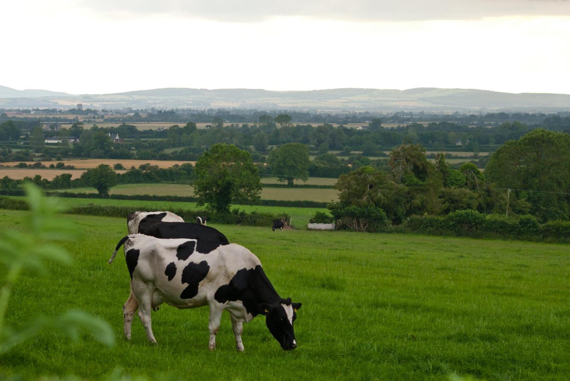 Ballindrum Farm B&B Athy Eksteriør billede